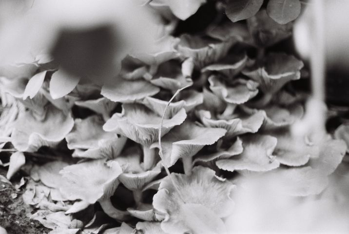 fallvibes-edited-2025.10.15-897680011148-R1-016